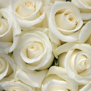 Поръчка на рози - Чайно хибридни рози  - бял - Pоза Бял Лебед - дискретен аромат - Хендрик Антониа Мария Версхурен-Печтолд - Перфектно рязана роза,не е подходяща за легла и граници.